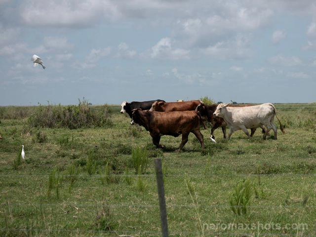 B0000398